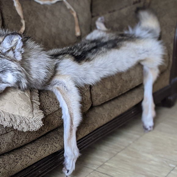 Rustic decor wolf wallhanger pelt - Picture 3 of 4